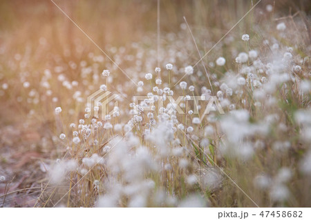Beautiful of Plains Blackfoot flowers. Beautiful of Plains Blackfoot flowers. 47458682