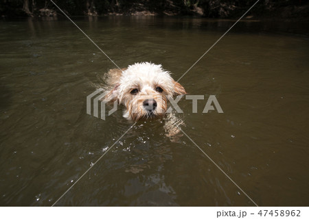 泳ぐカブードル 47458962