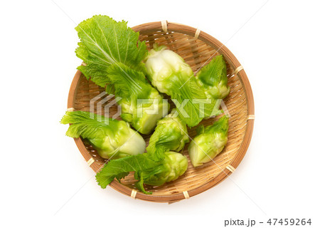 子持ち高菜 子持ち高菜 47459264