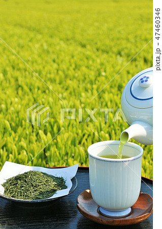 初夏　新緑の茶畑と新茶 47460346