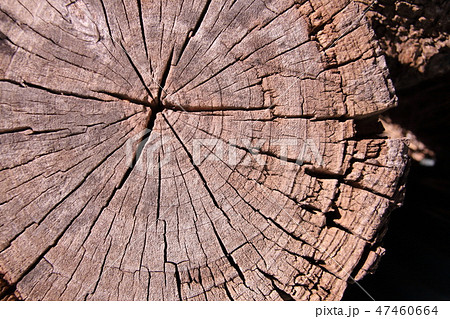 古い切り株 47460664