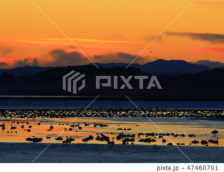 冬の伊豆沼 47460701