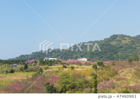 寒桜 さくらコピースペース 陽明山平等里 47460901