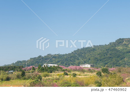 寒桜 さくらコピースペース 陽明山平等里 47460902