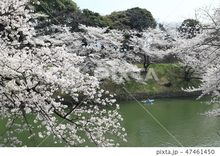 千鳥ヶ淵の桜 千鳥ヶ淵の桜 47461450