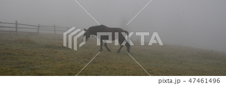 Black horse in fog, grazing on green field Black horse in fog, grazing on green field 47461496