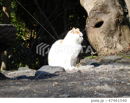 京都　哲学の道 猫 47461540