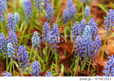 瑠璃壷花 ムスカリ アルメニアカムの写真素材