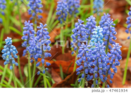 瑠璃壷花 ムスカリ アルメニアカムの写真素材