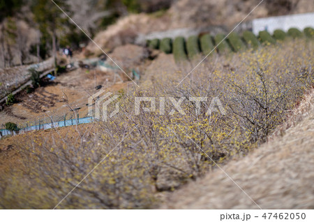 ロウバイ園と茶畑・松田町寄ロウバイまつり（神奈川県） 47462050