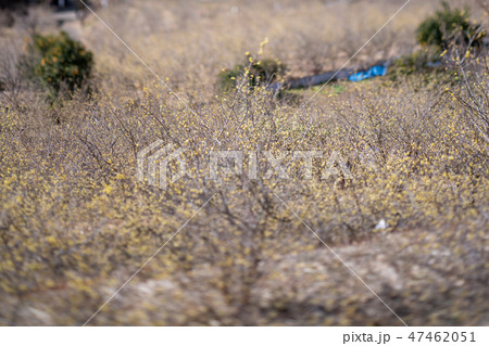 ロウバイ園・松田町寄ロウバイまつり（神奈川県） 47462051