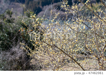 ロウバイ園・松田町寄ロウバイまつり（神奈川県） 47462061