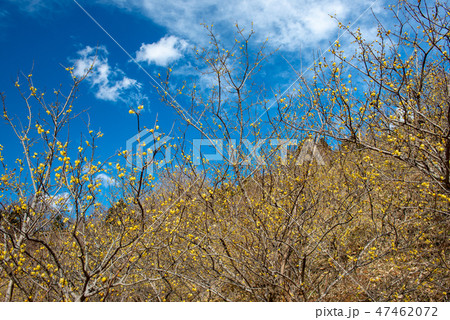 ロウバイ園の青空・松田町寄ロウバイまつり（神奈川県） 47462072
