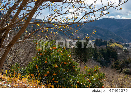 ロウバイ園と里山の風景・松田町寄ロウバイまつり（神奈川県） 47462076