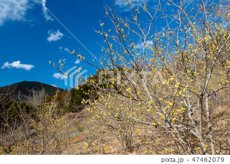 ロウバイ園と青空・松田町寄ロウバイまつり（神奈川県） 47462079