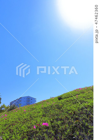 兵庫県三田市はじかみ池公園　つつじ咲く丘 47462360