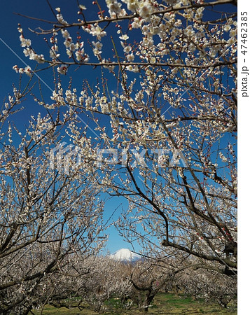 曽我梅林と富士 47462385