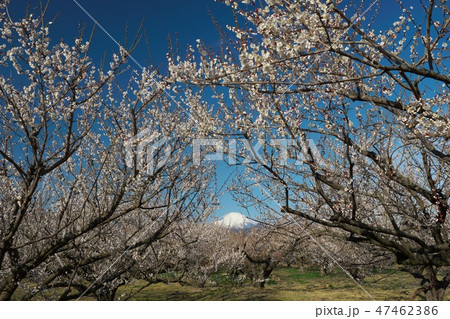 曽我梅林と富士 47462386