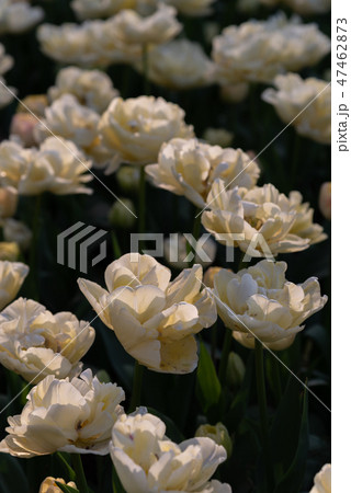 カラフルなチューリップ　花畑　クリームアップスター 47462873