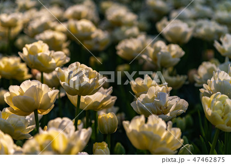 カラフルなチューリップ　花畑　クリームアップスター 47462875