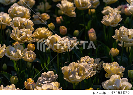 カラフルなチューリップ　花畑　クリームアップスター 47462876