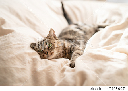 ぬくぬくねこ2 ぬくぬくねこ2 47463007