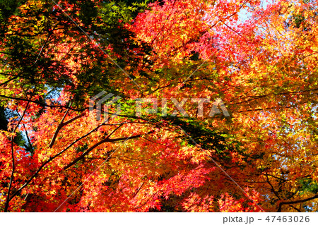 紅葉 47463026