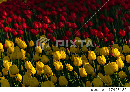 カラフルなチューリップ　花畑　キコマチ　黄小町 47463185