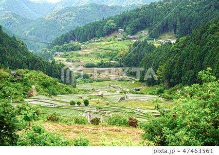 愛知県新城市の四谷千枚田 47463561