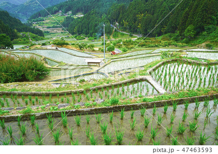 愛知県新城市の四谷千枚田 愛知県新城市の四谷千枚田 47463593