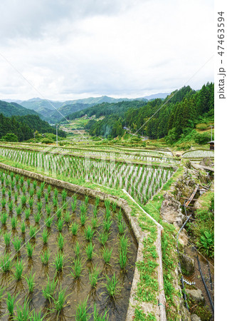 愛知県新城市の四谷千枚田 47463594