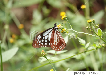 アサギマダラ 47463597