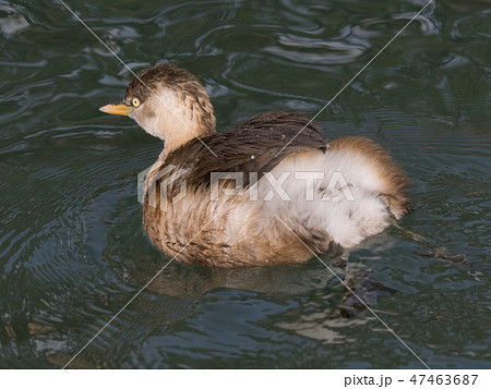 カイツブリ（冬羽） 47463687