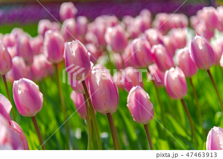 カラフルなチューリップ　花畑　タイスブーツ 47463913