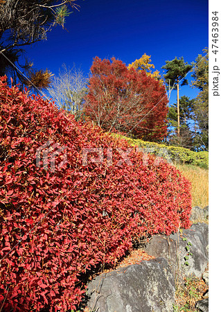 紅葉の垣根 紅葉の垣根 47463984