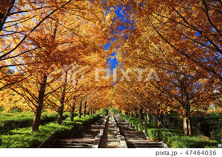 紅葉のメタセコイア並木 紅葉のメタセコイア並木 47464036