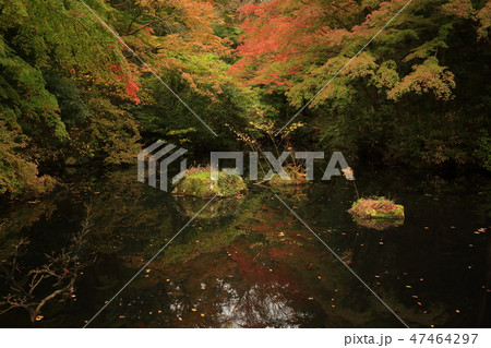 武蔵野陵の紅葉 武蔵野陵の紅葉 47464297