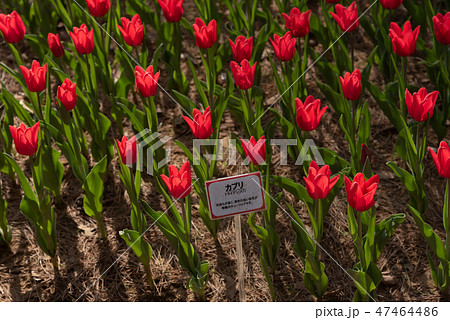 カラフルなチューリップ　花畑　カプリ 47464486