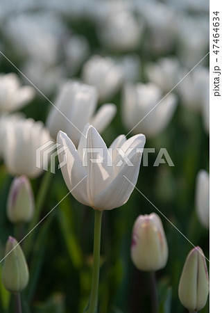 カラフルなチューリップ 花畑 白雲 ハクウン カラフルなチューリップ 花畑 白雲 ハクウン 47464634