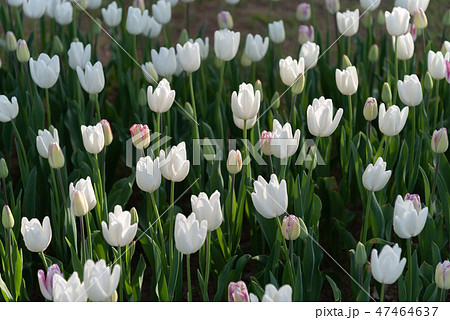 カラフルなチューリップ　花畑　白雲　ハクウン 47464637