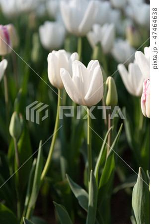 カラフルなチューリップ　花畑　白雲　ハクウン 47464638