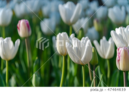 カラフルなチューリップ　花畑　白雲　ハクウン 47464639