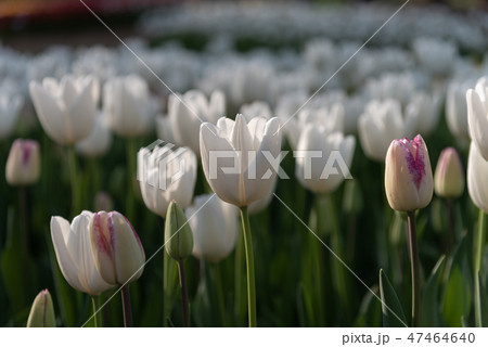 カラフルなチューリップ　花畑　白雲　ハクウン 47464640