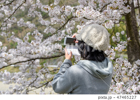 写真素材：桜、井原堤、女性 47465227