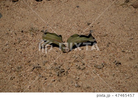 ウェルウィッチア(Welwitschia) 47465457
