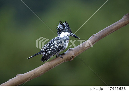 Adult male Crested kingfisher(Megaceryle lugubris) 47465628