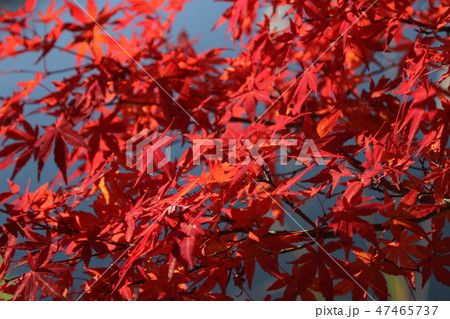 紅葉 紅葉 47465737