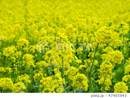 菜の花 47465943