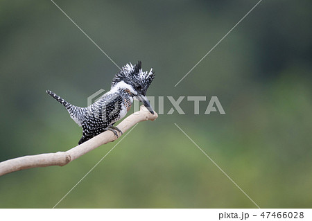 Adult male Crested kingfisher(Megaceryle lugubris) Adult male Crested kingfisher(Megaceryle lugubris) 47466028