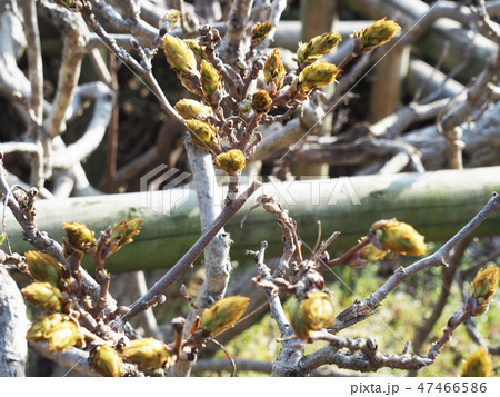 白花美短のつぼみ 47466586